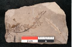 Foto (Detailansicht) von Plantae indet.  (NHMW-GEO-2024-0188-11571)